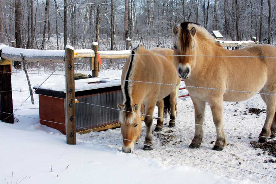 
These Fjord horses like their insulated, solar-heated stock tank.
